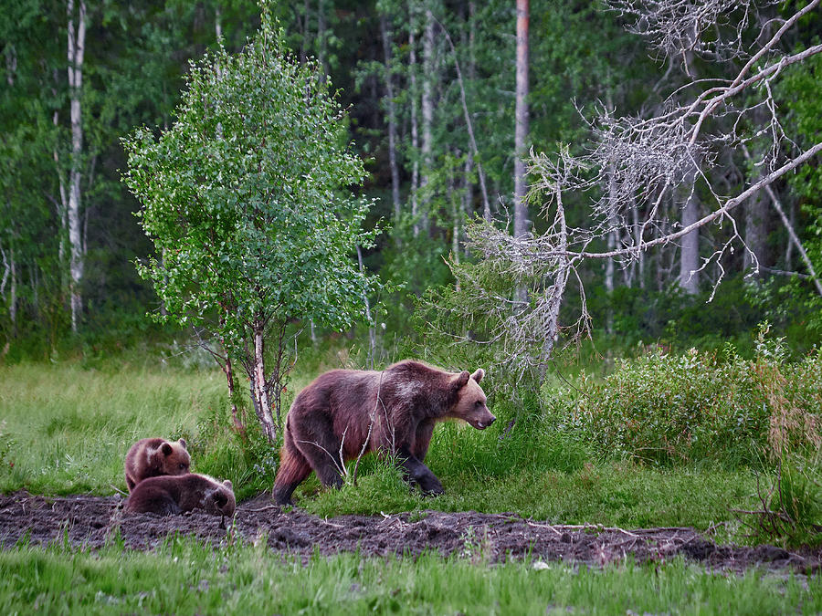 Who is there. Brown bear family Photograph by Jouko Lehto