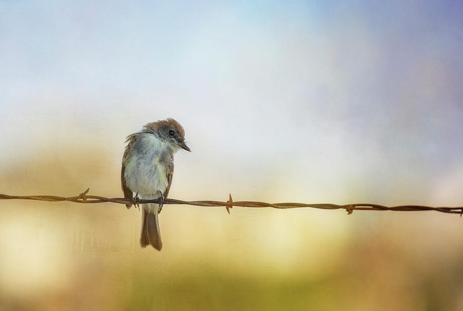 Eastern Phoebe on a Fence Photograph by Joan Carroll