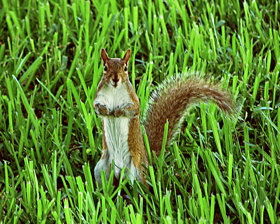 Squirrel Photograph - Who Me  by Adele Moscaritolo
