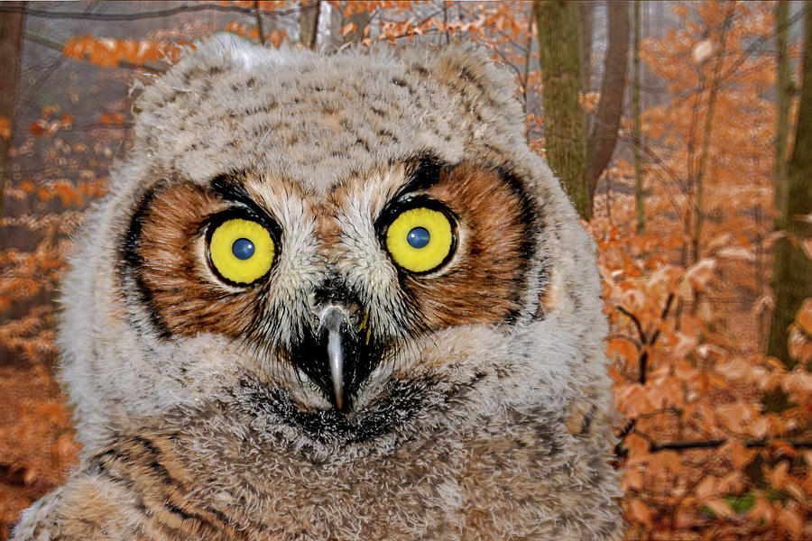 Owl Photograph - Who Me by Jack R Perry