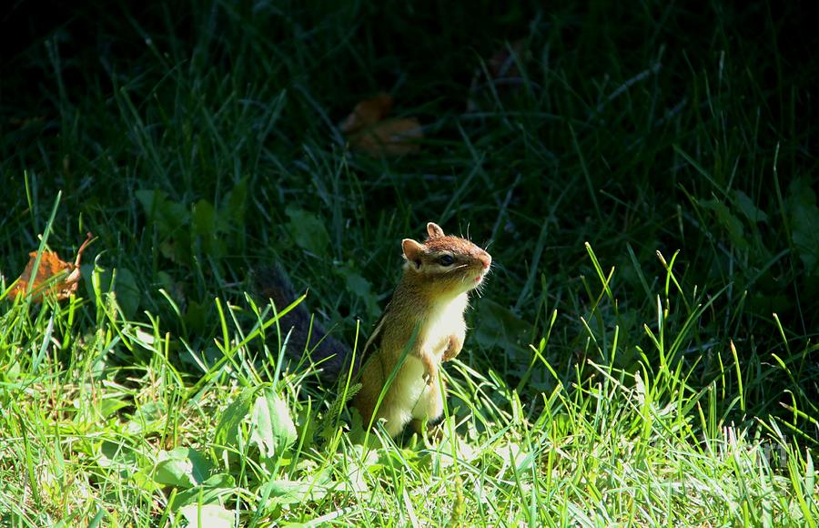 Chipmunk Photograph - Who Me by Joi Electa
