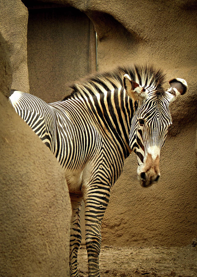 Zebra Photograph - Who me by Kristie Ferrick