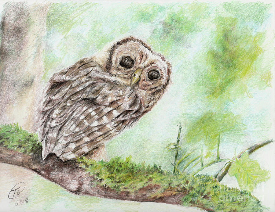 Owl Drawing - Who Me? by Trena Guthridge