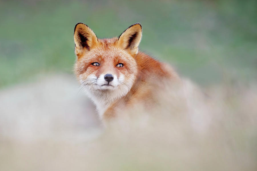 Mammal Photograph - Who...? Moi? - red Fox looking over its shoulder by Roeselien Raimond