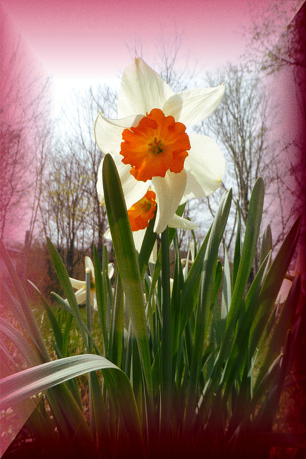 Who Planted Those Flowers Photograph by Patricia Keller