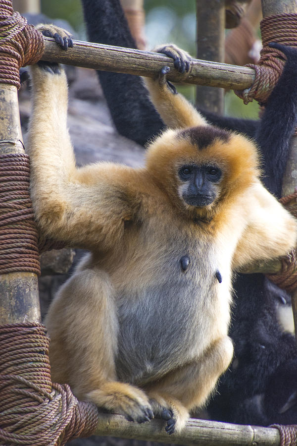 Monkey Photograph - Who says Im blond by Tito Santiago