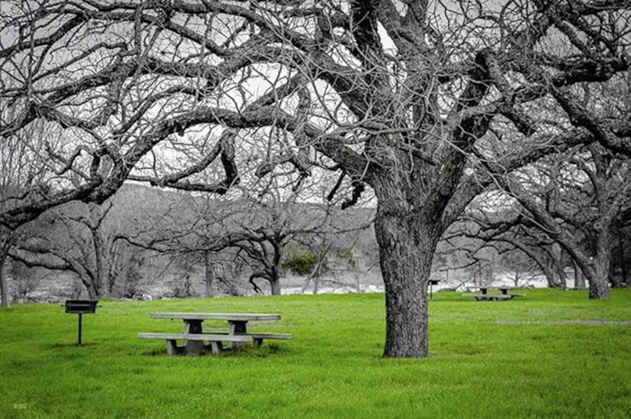Nature Photograph - Who Wants To Go On A Picnic? #instagood by David Quillman