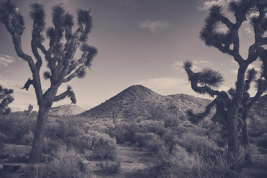 Joshua Tree National Park Photograph - Who We Used to Be by Laurie Search