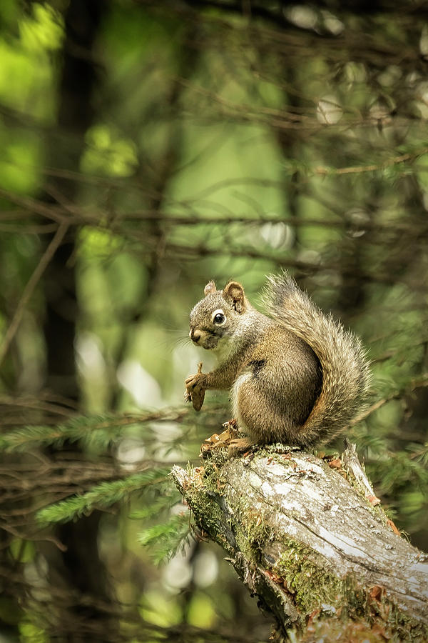 Who You Calling Squirrelly? Photograph by Belinda Greb