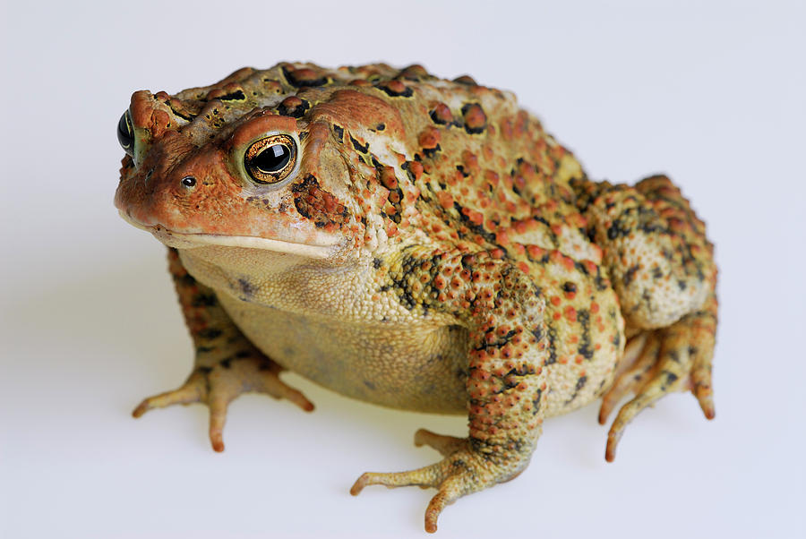 Whole body front view of American Toad on white background Photograph ...