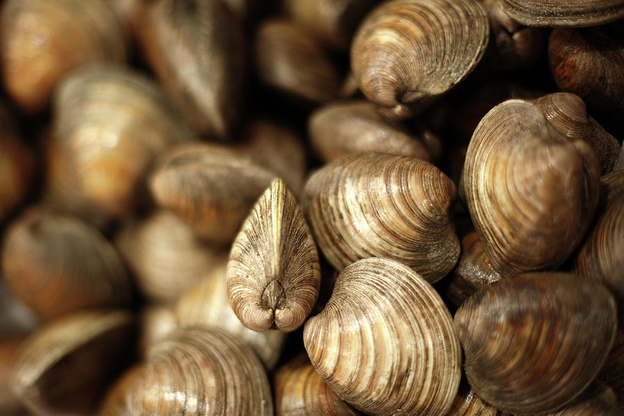Whole Clams Photograph by Todd Klassy