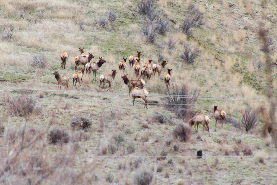 A Gang of Elk Photograph by Robert Lyle - Fine Art America