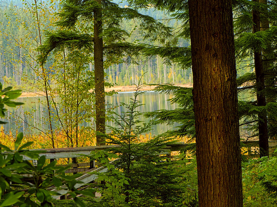 Whonnock Lake Through The Trees Photograph by Sharon Talson