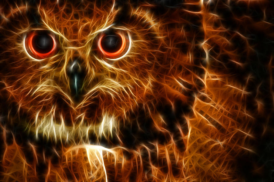 Owl Photograph - Whoo by Joetta West