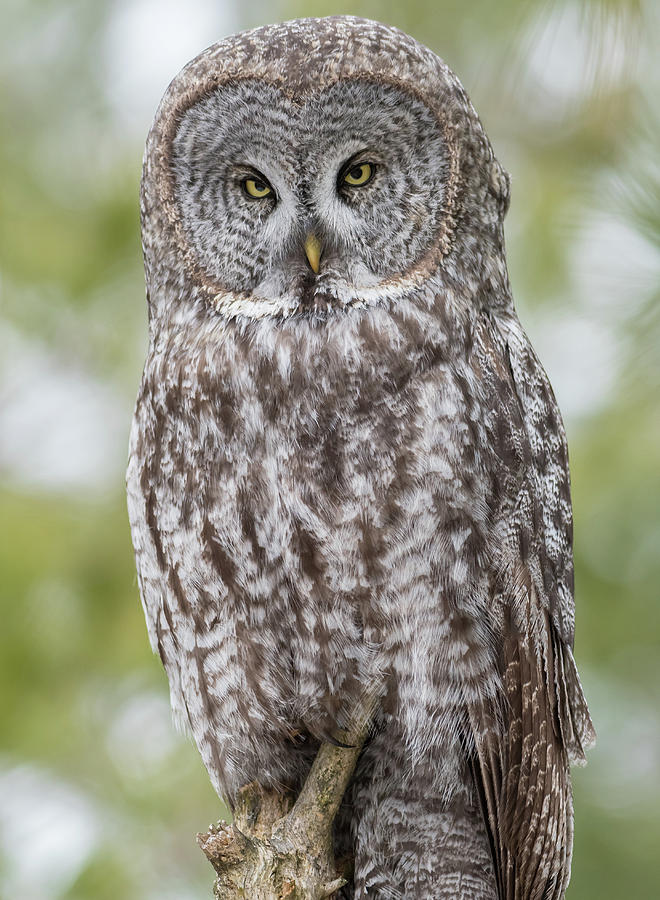 Whooo are you Photograph by Ian Sempowski