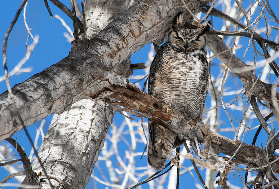 Whooo Are You? Photograph by Mindy Musick King