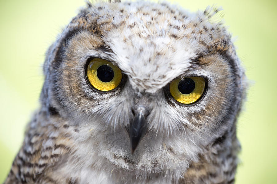 Whooo by Tom Buchanan Whooo by Tom Buchanan
