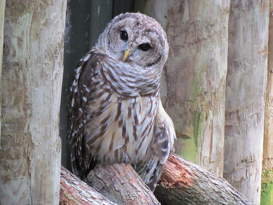 Owl Photograph - Whooo Whooo by Chris Reeder