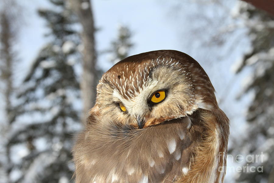 Owl Photograph - Whooooo by Rick  Monyahan