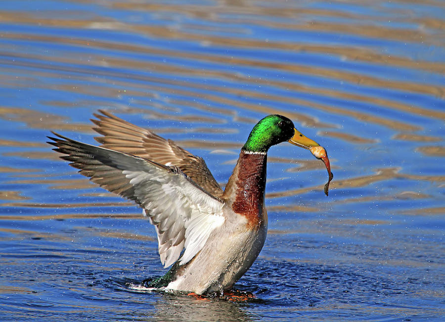 Duck Photograph - Whoopee I Got One  by Donna Kennedy