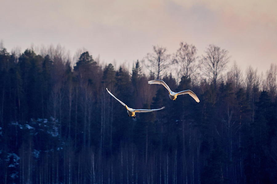 Whooper Swan And Blue Forest Photograph