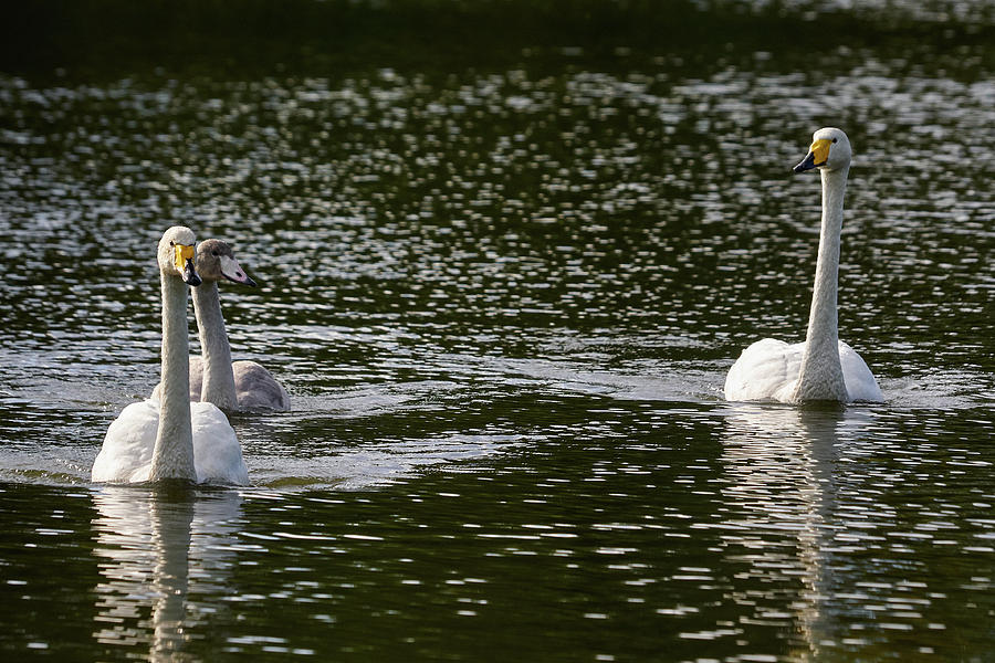 Whooper swan family Photograph by Jouko Lehto