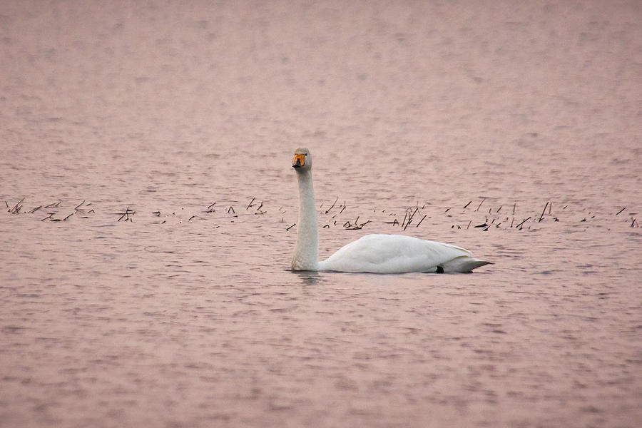 Whooper swan in Pink Photograph by Jouko Lehto
