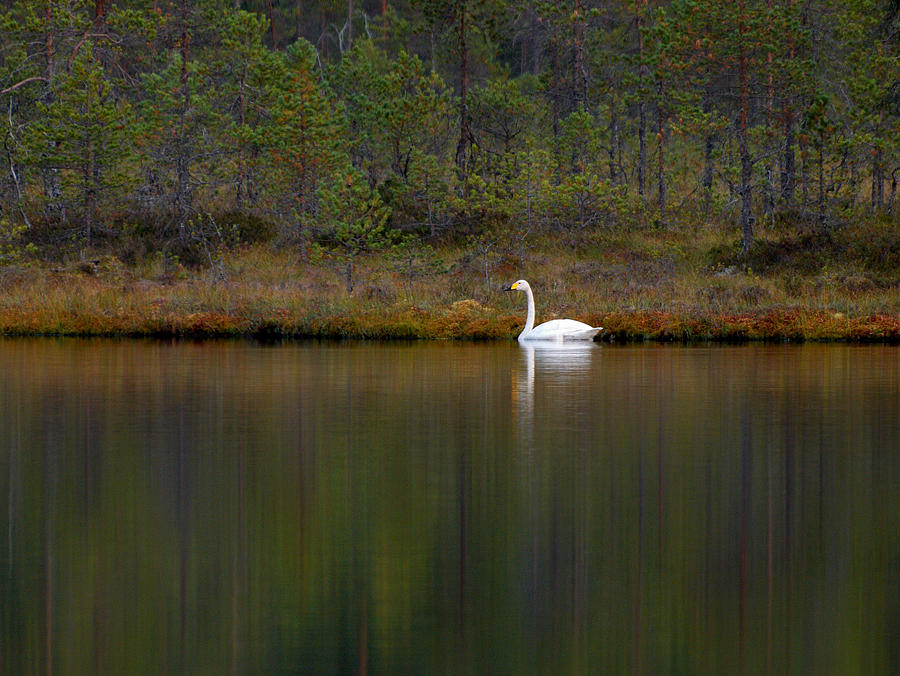Whooper swan  Photograph by Jouko Lehto