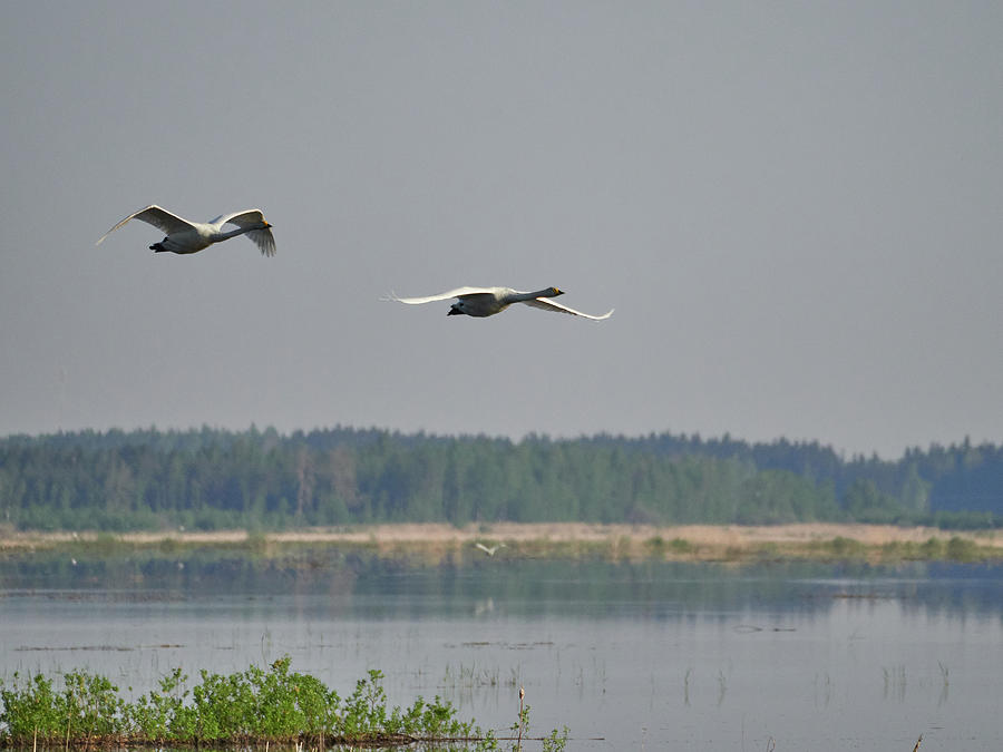Whooper Swan Morning Flight Photograph by Jouko Lehto