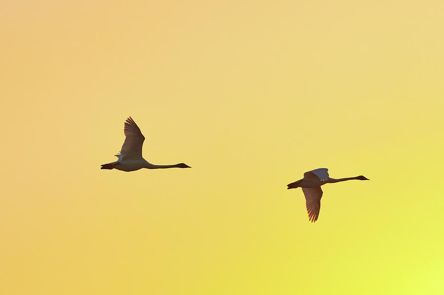 Whooper Swan Pop colors Photograph by Jouko Lehto