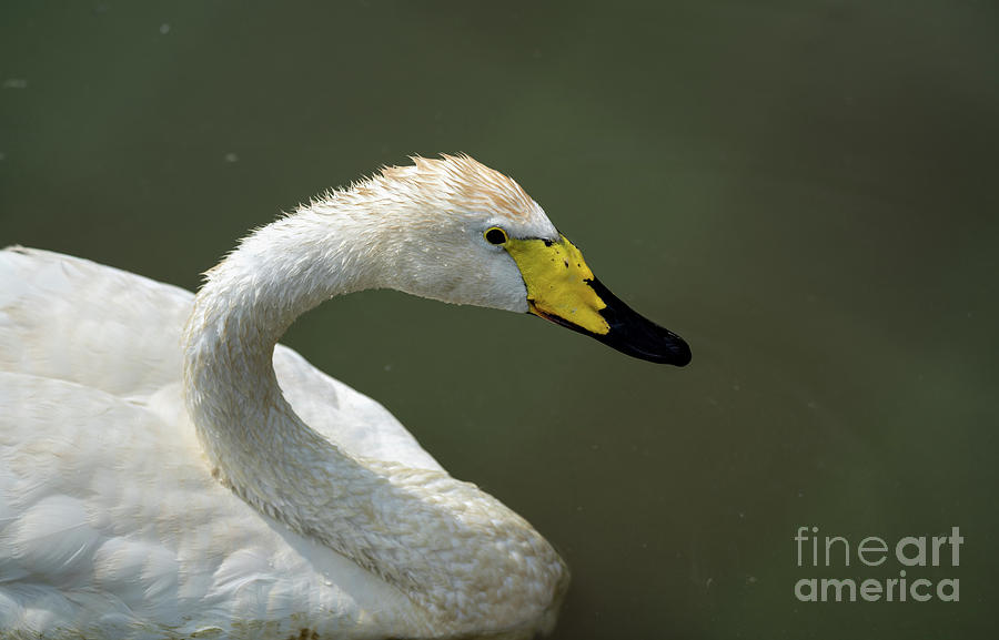 Whooper Swan Photograph by Sam Rino