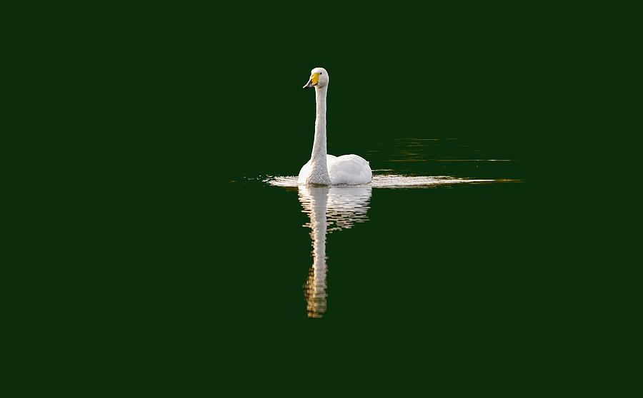 Whooper Swan Transparent Photograph