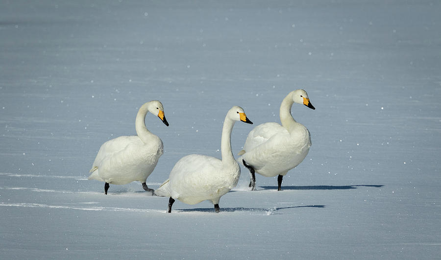 Whooper Swan Triplets Photograph by Steven Upton