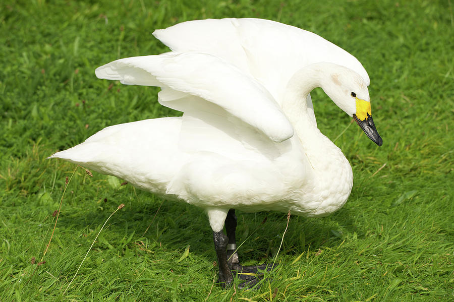 Whooper swan with yellow beak stretching wings Photograph by Ndp - Fine ...