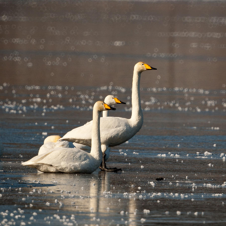 Whooper Swans 1 Photograph by Jouko Lehto