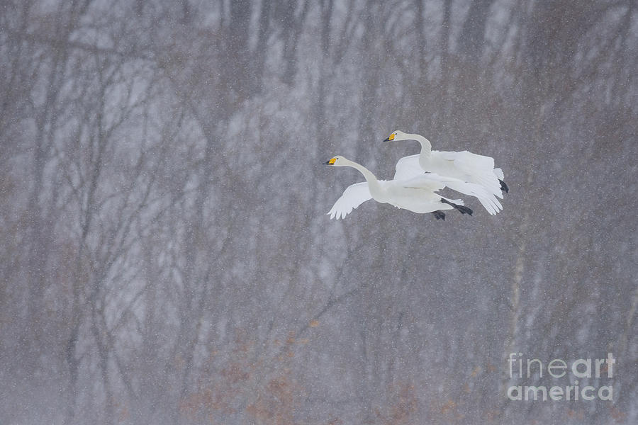 Animal Photograph - Whooper Swans Flying In Snowstorm by John Shaw