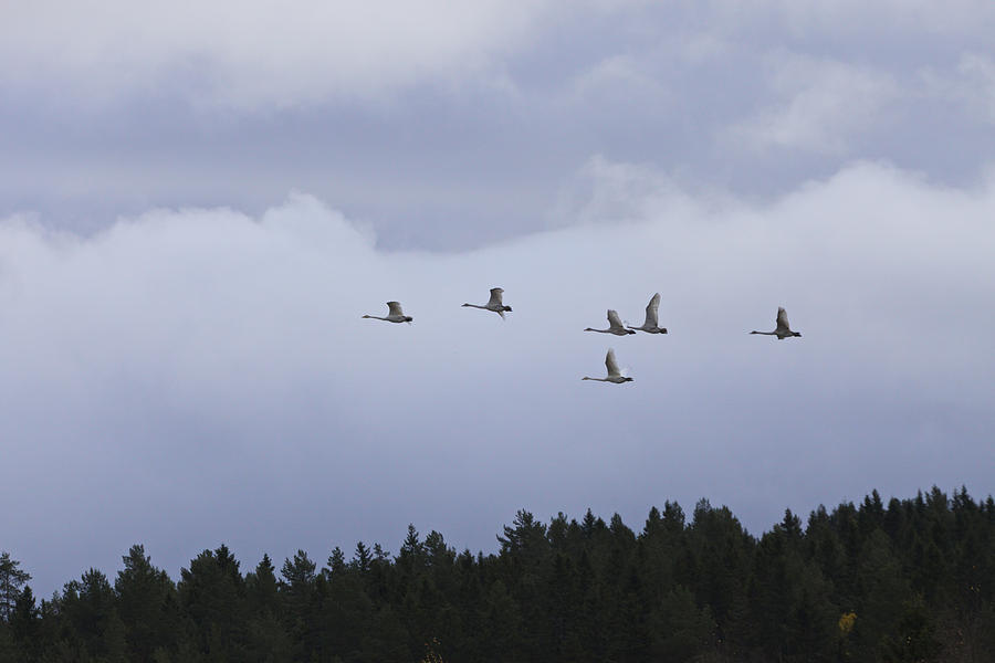 Whooper swans flying over a forest at dusk Photograph by Ulrich Kunst And Bettina Scheidulin