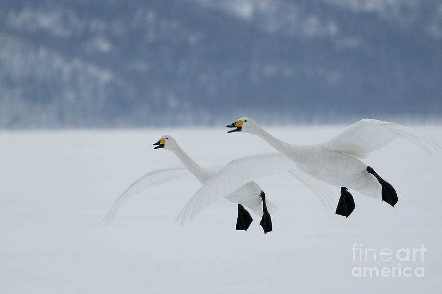 Swan Photograph - Whooper Swans In Flight by M Watson