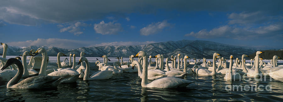 Whooper Swans In Winter Photograph by Jean-Louis Klein & Marie-Luce Hubert