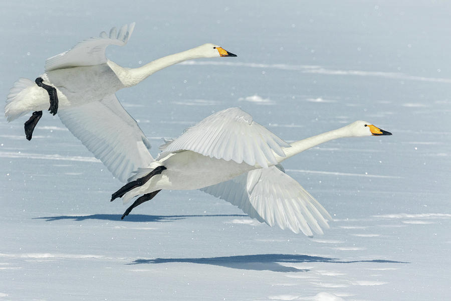 Whooper Swans lifting off Photograph by Steven Upton