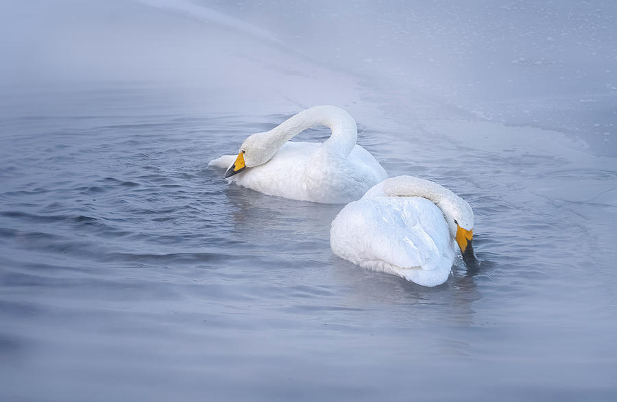 Whooper swans -mates for life. Photograph by Usha Peddamatham