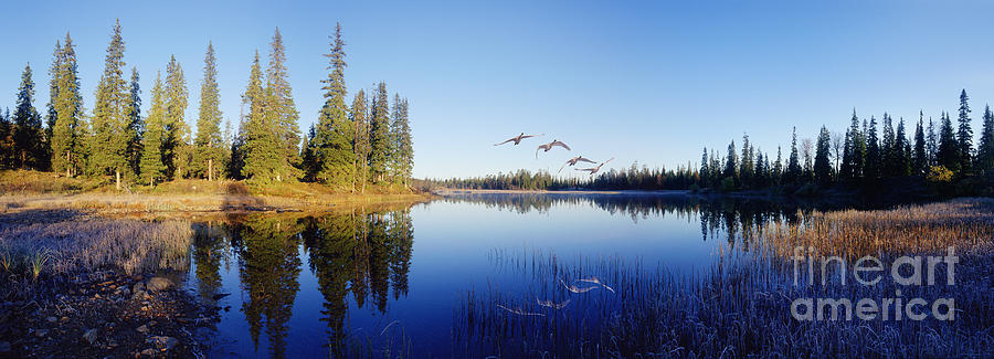 Whooper swans panorama Photograph by Warren Photographic