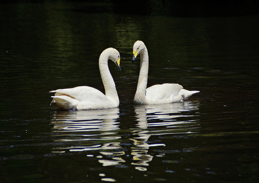 Whooper Swans Photograph by Sandy Keeton
