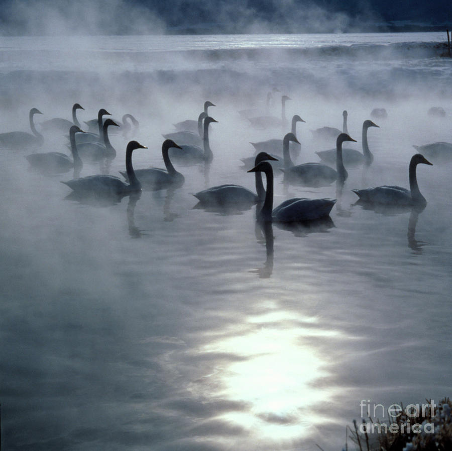 Swan Photograph - Whooper Swans by Teiji Saga and Photo Researchers