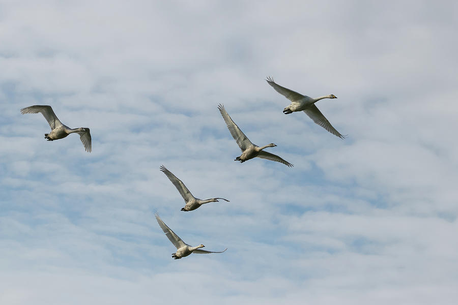 Whooper Swans Photograph by Wendy Cooper