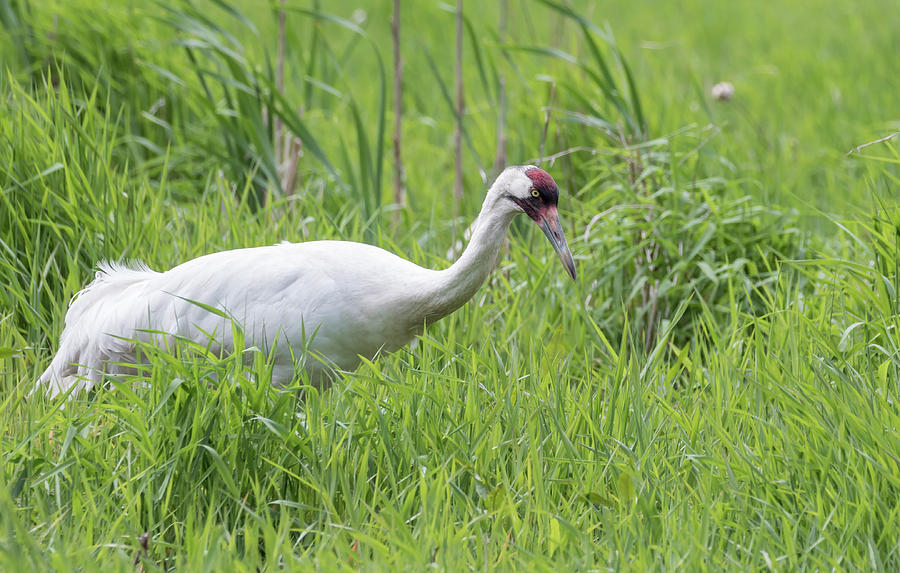 Whooping Crane 2017-1 Photograph by Thomas Young