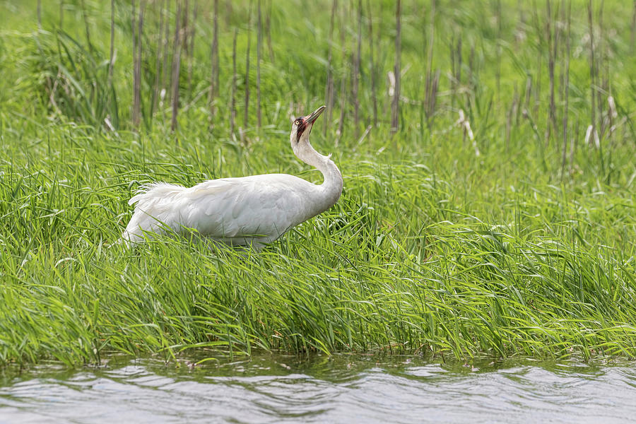 Whooping Crane 2017-10 Photograph by Thomas Young