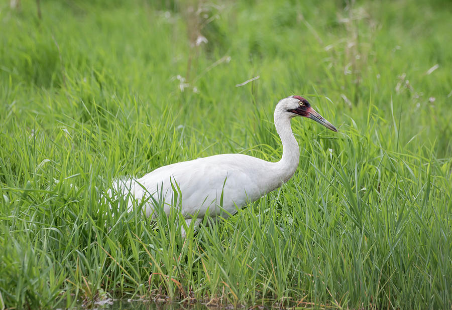 Whooping Crane 2017-2 Photograph by Thomas Young