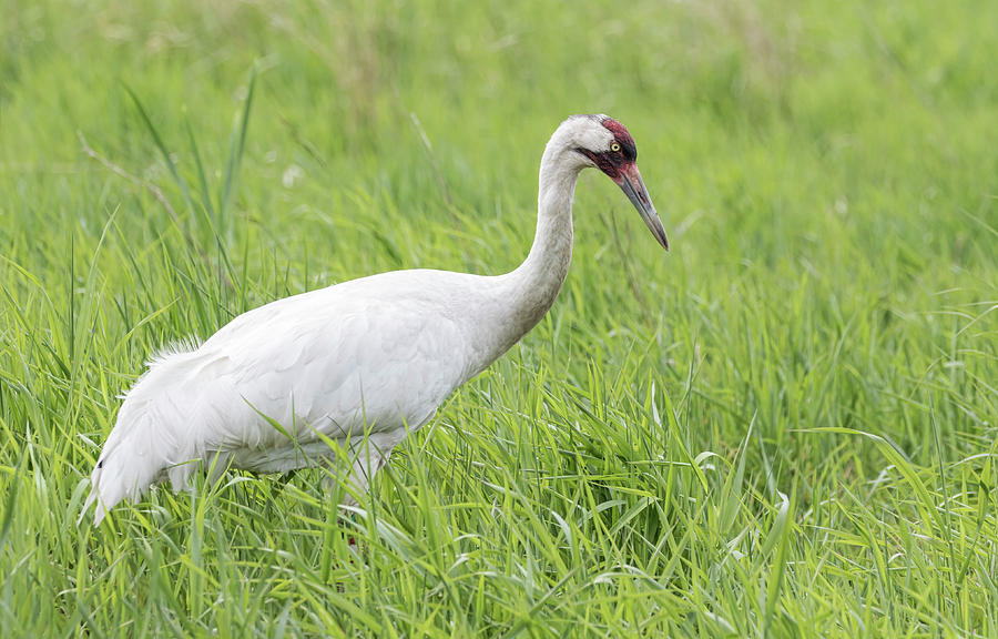 Whooping Crane 2017-3 Photograph by Thomas Young
