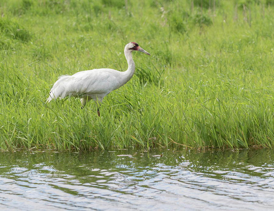 Crane Photograph - Whooping Crane 2017-6 by Thomas Young
